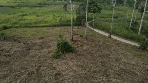 Amazon Forest Burned 動画素材 309356517