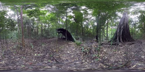 Amazon Forest Camp Woods 360 VR Stock Footage 93799962