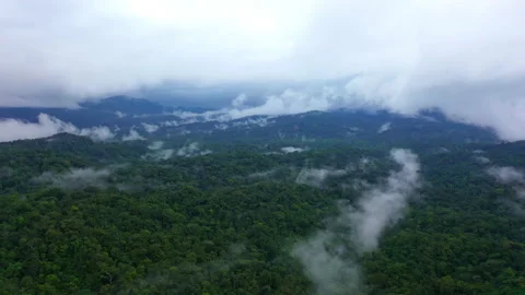 The Amazon forest on a cloudy day with a lot of rain Stock Footage 196359131