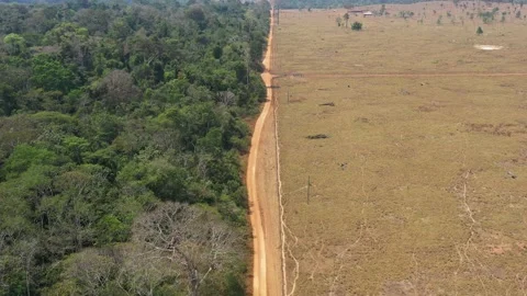 Amazon Forest Deforestation for Cattle Pasture Field Aerial Brazil Vidéo 159901419