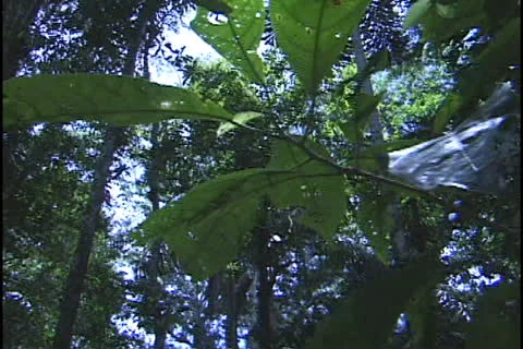 Amazon forest Stock Footage 24236809