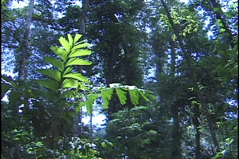 Amazon forest Stock Footage 24236886