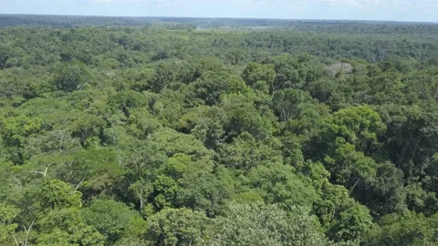 Amazon Forest Stock Footage 219405767