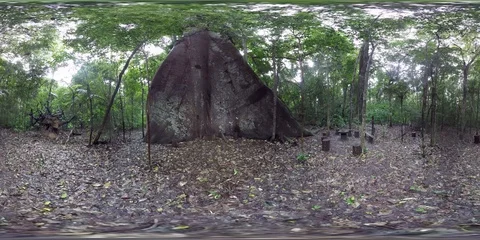 Amazon Forest Giant Tree Brazil 360 VR Stock Footage 93799592
