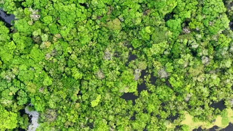 Amazon Forest At Manaus In Amazonas Brazil. Stock Footage 309999854