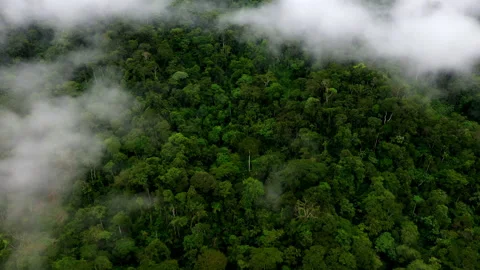 Amazon forest nature background: forest with the highest tree biodiversity Stock Footage 196326179
