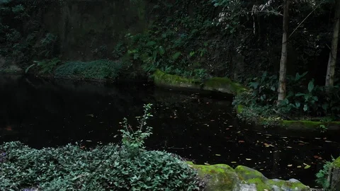 Amazon forest Sculpture Stock Footage 113734506