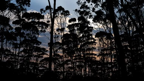 Amazon Forest: Time Lapse at Sunrise with Trees and Colorful Clouds Stock Footage 121456824