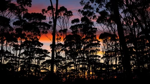 Amazon Forest, Time Lapse at Twilight with Colorful Sky, Trees and Vegetation Stock Footage 121458304
