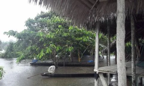 Amazon forrest raining day Stock Photos