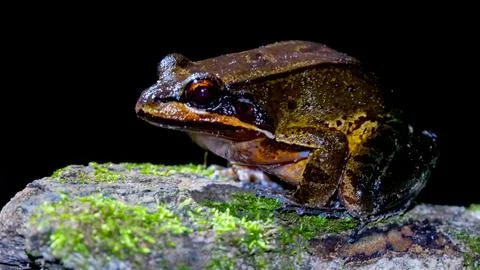 Amazon Frog Stock Photos