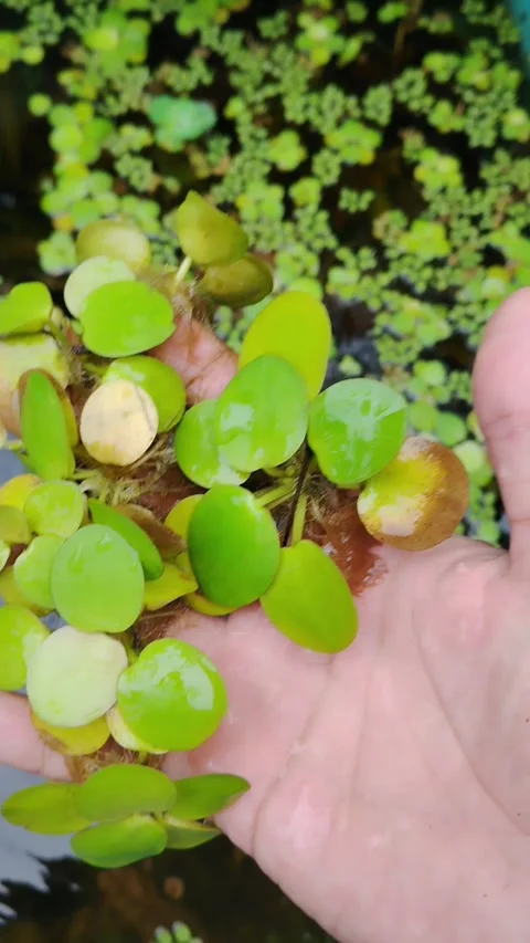 Amazon frogbit aquatic plant in pond Stock Footage 330383285