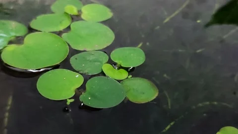 Amazon Frogbit (Limnobium laevigatum) aquatic plant in pond Видео 333489496