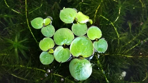 Amazon Frogbit (Limnobium laevigatum) aquatic plant in pond Video stock 333489504