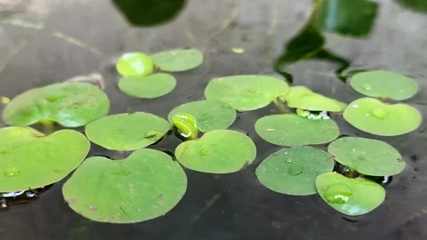Amazon Frogbit (Limnobium laevigatum) aquatic plant in pond Video stock 333489509