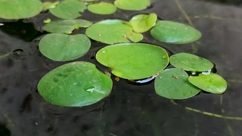 Amazon Frogbit (Limnobium laevigatum) aquatic plant in pond Video stock 333489511