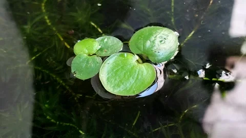 Amazon Frogbit (Limnobium laevigatum) aquatic plant in pond Video stock 333489524