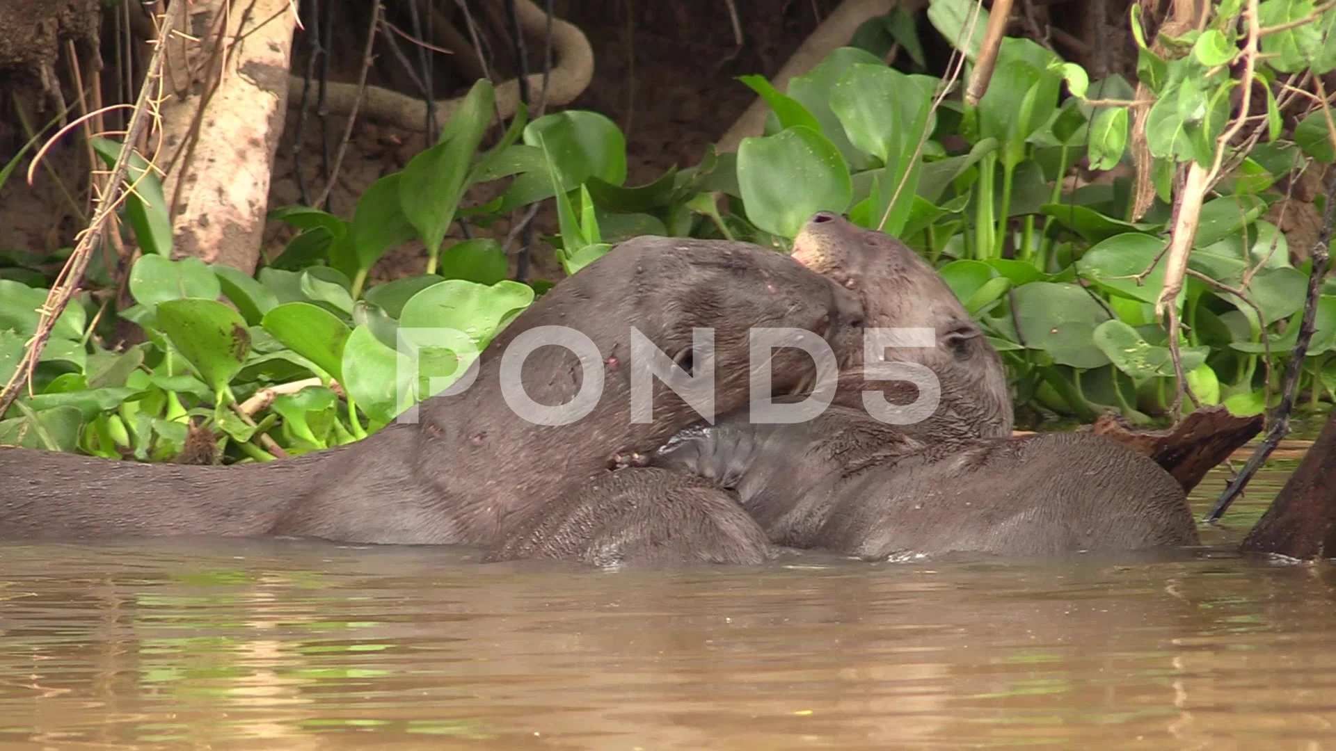 Giant Amazon River Otter Stock Footage Royalty Free Stock Videos Pond5