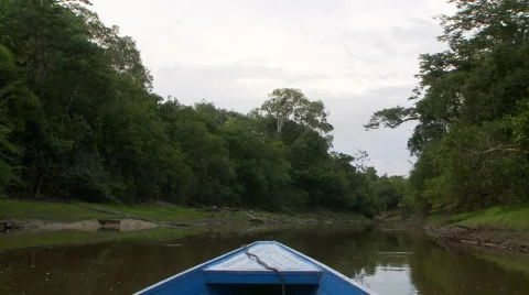 Amazon Heron by the river Видео 40981765
