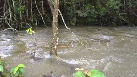 Amazon igarape after heavy rainfall Stock Footage 330078305