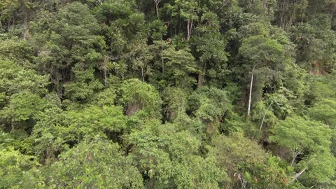 AMAZON JUNGLE 1 Stock Footage 159608844