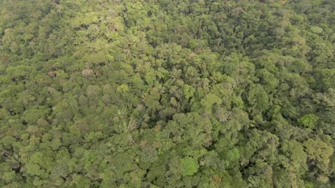 AMAZON JUNGLE 2 Stock Footage 159608878