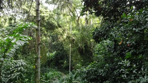 Amazon Jungle Entrapment Video stock 113736315