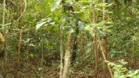 Amazon Jungle Video stock 108156871