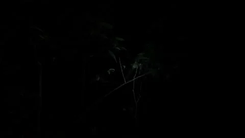 Amazon Jungle at Night with Flashlight Iluminating Trees Stock Footage 138656621
