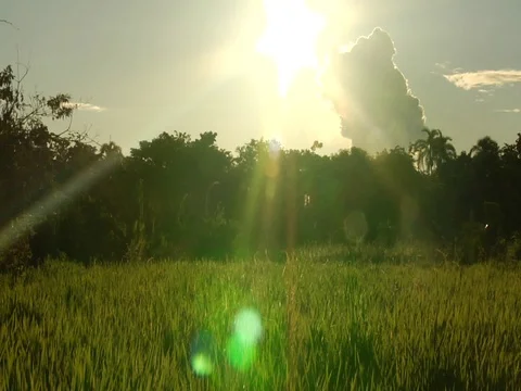 Amazon Jungle Rainforest Sunset with Lens Flare Stock Footage 112937903