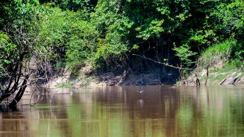 Amazon Jungle River Stock Photos