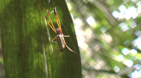 Amazon jungle spider Stock Footage 41010311