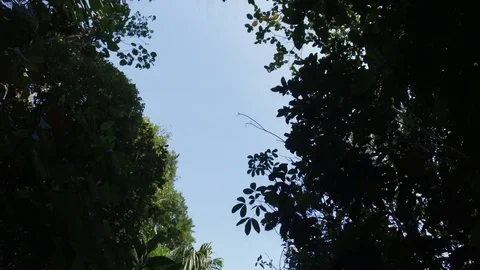 Amazon jungle tree tops and sky, Peru Stock Footage 107328676