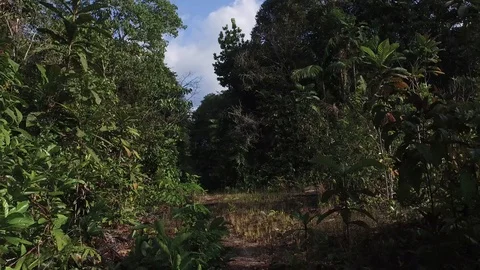 Amazon jungle trees, Iquitos, Peru Stock Footage 107328558