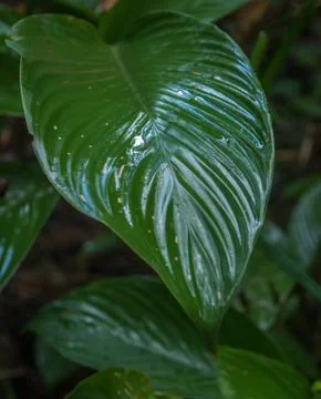Amazon Jungle Vegetation Stock Photos