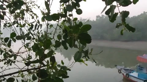 Amazon jungle view Stock Footage 307158184