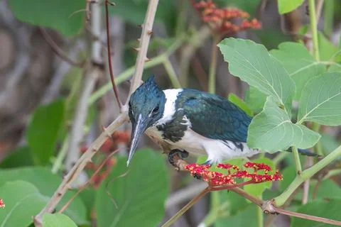 Amazon Kingfisher Stock Photos