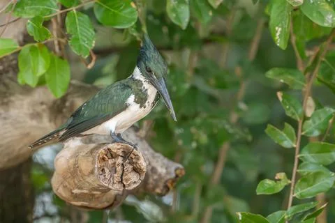 Amazon Kingfisher Stock Photos