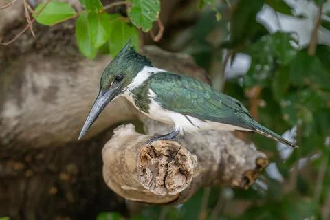 Amazon Kingfisher Stock Photos