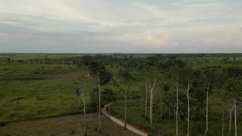 Amazon Landscape and Trees 動画素材 309357752