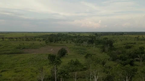 Amazon Landscape Drone 動画素材 309355642