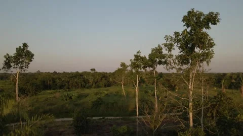 Amazon Landscape 動画素材 309357904