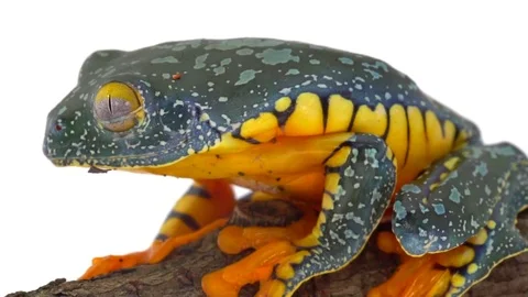 Amazon Leaf Frog (Cruziohyla craspedopus) jumping in slow motion Stock Footage