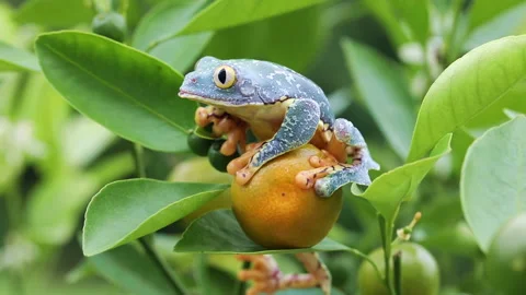 Amazon Leaf Frog / Fringe Tree Frog (Cruziohyla craspedopus) in Fruit Tree Stock Footage