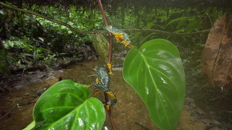 Amazon Leaf Frogs (Cruziohyla craspedopus) with rainforest stream background Stock Footage