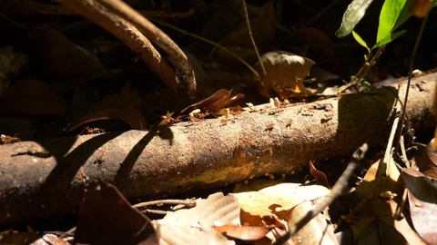 Amazon Leafcutter Ants Stock Footage