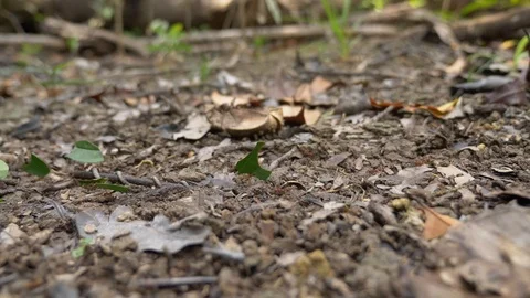 Amazon Leafcutter Ants Stock Footage 127004765