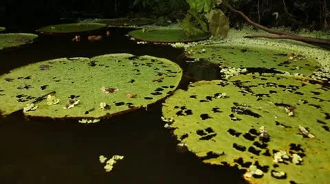 Amazon Lily Stock Footage 10753556
