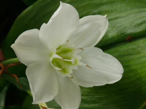 Amazon Lily Stock Photos