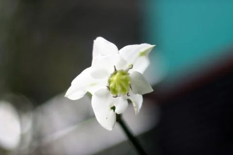 Amazon Lily Stock Photos